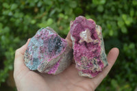 Natural Pink Salrose Cobaltion Dolomite Specimens  x 6 From Kakanda, Congo