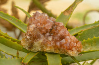 Natural Dark "Amethystos" Amethyst Clusters  x 35 From Kwaggafontein, South Africa - TopRock