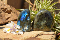 Polished Labradorite Standing Free Forms With Intense Blue & Gold Flash x 2 From Sakoany, Madagascar - TopRock