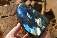 Polished Labradorite Standing Free Forms With Intense Blue & Gold Flash x 2 From Sakoany, Madagascar - TopRock