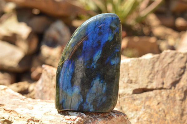 Polished Labradorite Standing Free Forms With Intense Blue & Gold Flash x 2 From Sakoany, Madagascar - TopRock