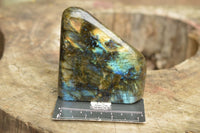 Polished Labradorite Standing Free Forms With Blue & Gold Flash  x 2 From Tulear, Madagascar - TopRock