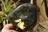 Polished Labradorite Standing Free Forms With Intense Blue & Gold Flash x 2 From Sakoany, Madagascar - TopRock