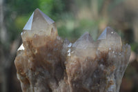 Natural Cascading White Phantom Smokey Quartz Clusters  x 3 From Luena, Congo - TopRock