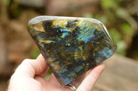 Polished Labradorite Standing Free Forms With Blue & Gold Flash  x 2 From Tulear, Madagascar - TopRock