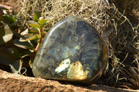 Polished Labradorite Standing Free Forms With Intense Blue & Gold Flash x 2 From Sakoany, Madagascar - TopRock