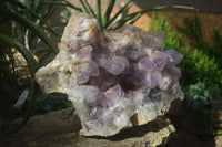 Natural Jacaranda Amethyst Cluster x 1 From Mumbwa, Zambia - TopRock