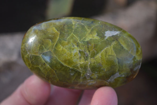 Polished selected Green Opal Palm Stones x 12 From Antsirabe, Madagascar - Toprock Gemstones and Minerals 