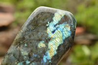 Polished Labradorite Standing Free Forms With Blue & Gold Flash  x 2 From Tulear, Madagascar - TopRock