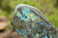 Polished Labradorite Standing Free Forms With Blue & Gold Flash  x 2 From Tulear, Madagascar - TopRock