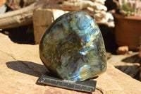 Polished Labradorite Standing Free Forms With Intense Blue & Gold Flash x 2 From Sakoany, Madagascar - TopRock