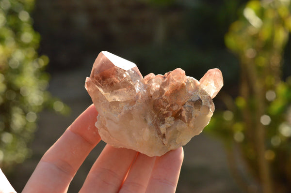 Natural Small Single Red Hematoid Quartz Crystals & Clusters  x 43 From Karoi, Zimbabwe - TopRock