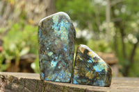 Polished Labradorite Standing Free Forms With Blue & Gold Flash  x 2 From Tulear, Madagascar - TopRock