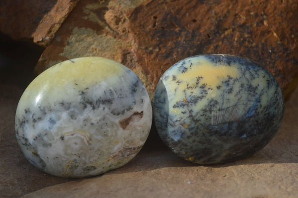 Polished Dendritic Opal Galet / Palm Stone x 12 from Madagascar