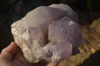 Natural Jacaranda Amethyst Cluster  x 1 From Zambia - Toprock Gemstones and Minerals 