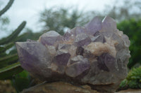 Natural Jacaranda Amethyst Cluster x 1 From Mumbwa, Zambia - TopRock