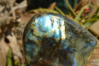 Polished Labradorite Standing Free Forms With Intense Blue & Gold Flash x 2 From Sakoany, Madagascar - TopRock