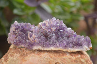 Natural Dark Amethyst Clusters (Stone Sealed) x 12 From Zambia