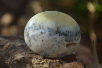 Polished Dendritic Opal Galet / Palm Stone x 12 from Madagascar