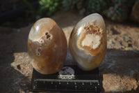 Polished Dendritic Agate Standing Free Forms  x 6 From Madagascar