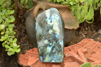 Polished Labradorite Standing Free Forms With Blue & Gold Flash  x 2 From Tulear, Madagascar - TopRock