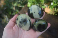 Polished Spotted Leopard Stone Standing Free Forms  x 12 From Nyanga & Shamva, Zimbabwe - Toprock Gemstones and Minerals 