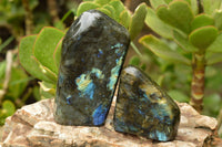 Polished Labradorite Standing Free Forms With Blue & Gold Flash  x 2 From Tulear, Madagascar - TopRock