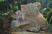 Natural Jacaranda Amethyst Cluster x 1 From Mumbwa, Zambia - TopRock