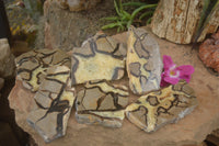 Polished Septaria (Calcite & Aragonite) Slices  x 6 From Madagascar - TopRock