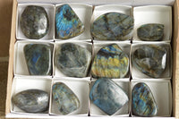 Polished Labradorite Standing Free Forms With Intense Blue & Gold Flash x 12 From Tulear, Madagascar - TopRock