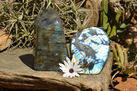 Polished Labradorite Standing Free Forms With Intense Blue & Gold Flash x 2 From Sakoany, Madagascar - TopRock