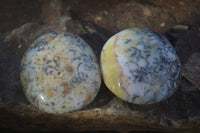 Polished Dendritic Opal Galet / Palm Stone x 12 from Madagascar