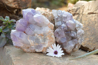 Natural Jacaranda Amethyst Clusters x 2 From Mumbwa, Zambia - TopRock