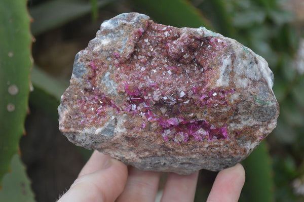 Natural Pink Salrose Cobaltion Dolomite Specimens  x 3 From Kakanda, Congo