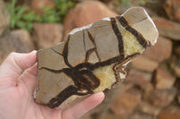 Polished Septaria (Calcite & Aragonite) Slices  x 6 From Madagascar - TopRock