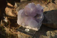 Natural Jacaranda Amethyst Cluster  x 1 From Zambia - Toprock Gemstones and Minerals 