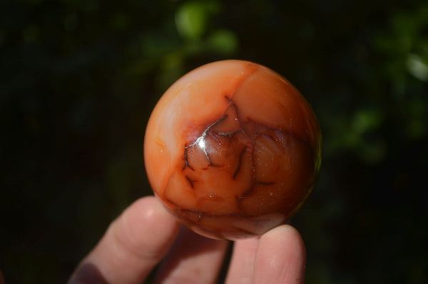 Polished Carnelian Agate Spheres  x 6 From Madagascar