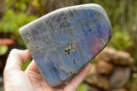 Polished  Labradorite Standing Free Forms With Purple & Gold Flash  x 2 From Tulear, Madagascar - TopRock