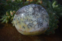 Polished Dendritic Opal Galet / Palm Stone x 12 from Madagascar