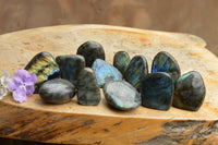 Polished Labradorite Standing Free Forms With Intense Blue & Gold Flash x 12 From Tulear, Madagascar - TopRock