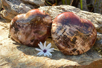 Polished Large Petrified Red Podocarpus Wood Hearts  x 2 From Mahajanga, Madagascar - TopRock