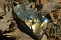 Polished Labradorite Standing Free Forms With Intense Blue & Gold Flash x 2 From Sakoany, Madagascar - TopRock