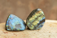 Polished Labradorite Standing Free Forms With Intense Blue & Gold Flash x 12 From Tulear, Madagascar - TopRock