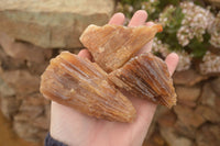 Natural Honey Aragonite Etched & Cobbed Pieces  x 12 From Namibia