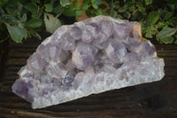 Natural Extra Large Jacaranda Amethyst Cluster  x 1 From Zambia - Toprock Gemstones and Minerals 