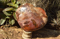 Polished Large Petrified Red Podocarpus Wood Hearts  x 2 From Mahajanga, Madagascar - TopRock