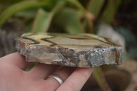 Polished Septaria (Calcite & Aragonite) Slices  x 6 From Madagascar - TopRock