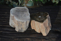 Polished Petrified Wood Branch Pieces  x 2 From Gokwe, Zimbabwe - Toprock Gemstones and Minerals 