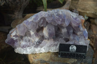 Natural Extra Large Jacaranda Amethyst Cluster  x 1 From Zambia - Toprock Gemstones and Minerals 