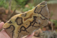 Polished Septaria (Calcite & Aragonite) Slices  x 6 From Madagascar - TopRock